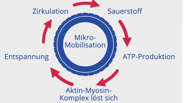 Matrix-Rhythmus-Therapie - Pferde gesund erhalten