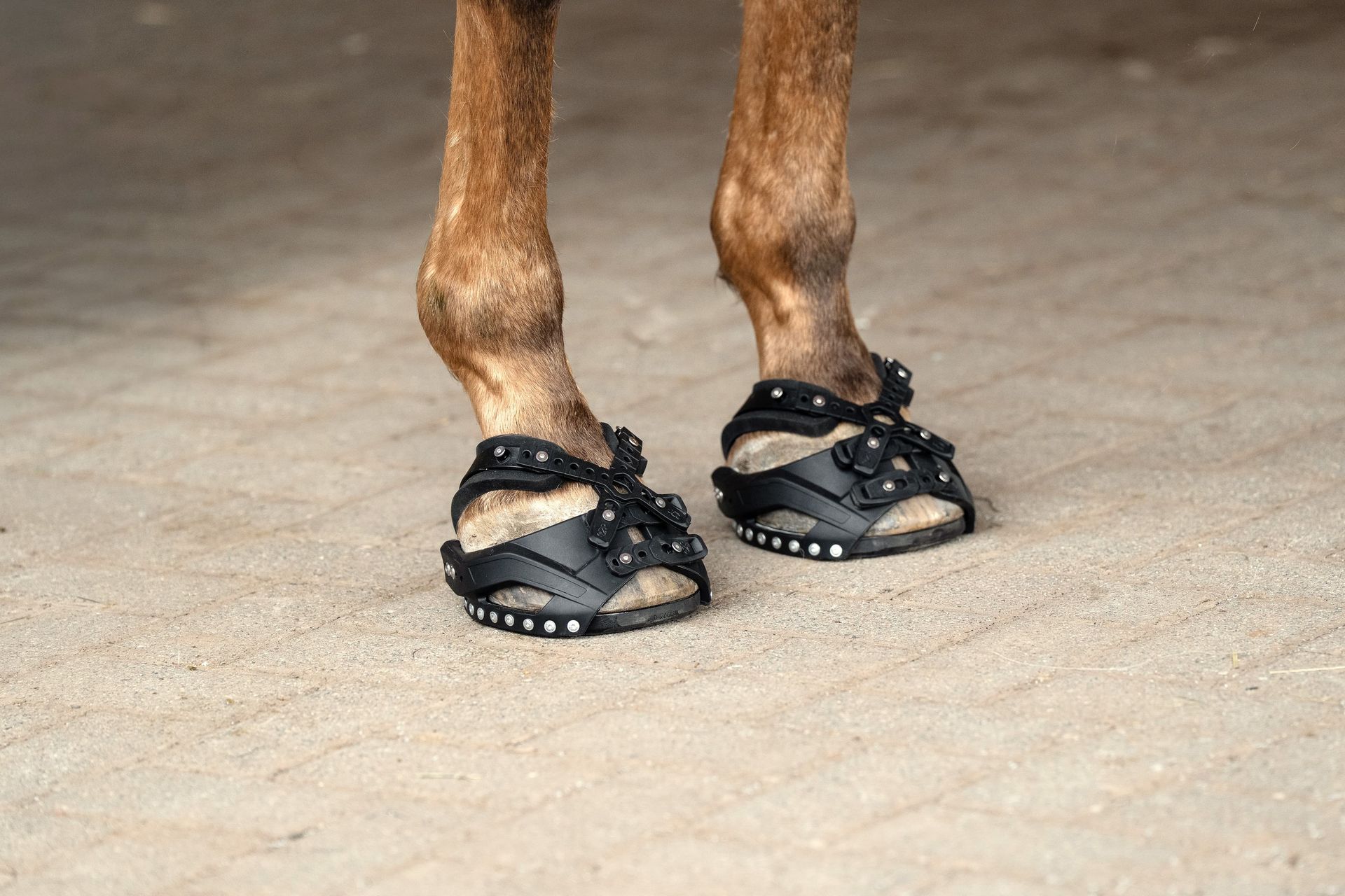 Passende Hufschuhe - Fair Horse der Hufprofi