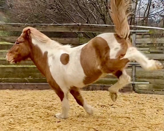 REHA Pferd