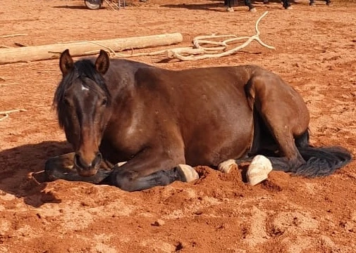Fair Horse