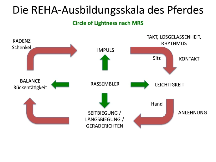 Jungpferdeausbildung
